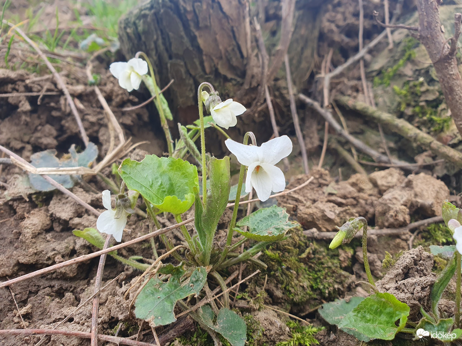 Erdő szélén fehér ibolya