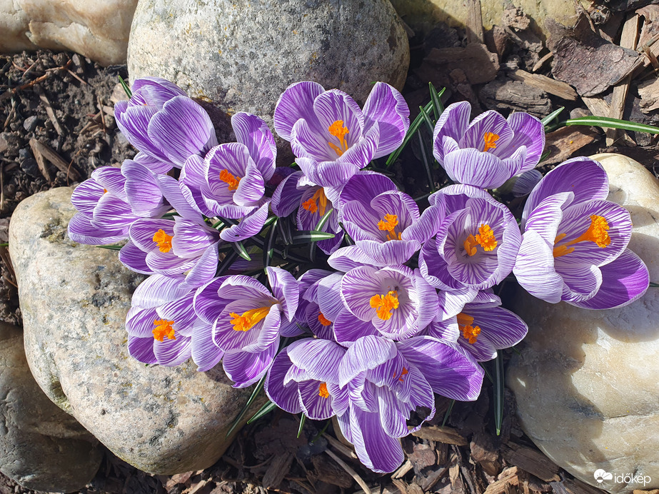 Virágzás a maximumon