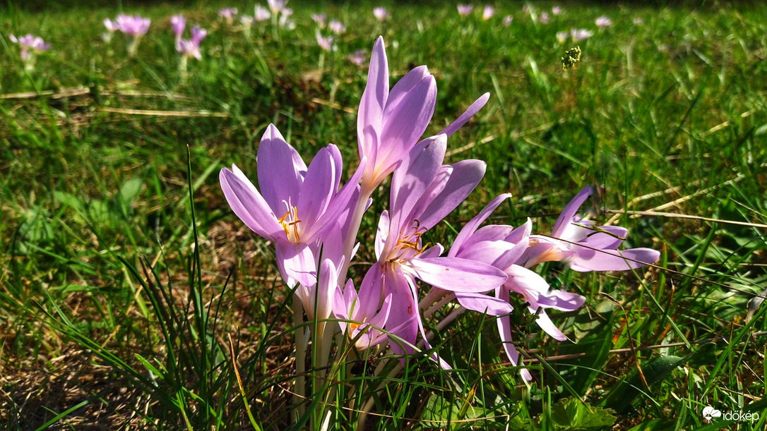 Őszi kikerics 