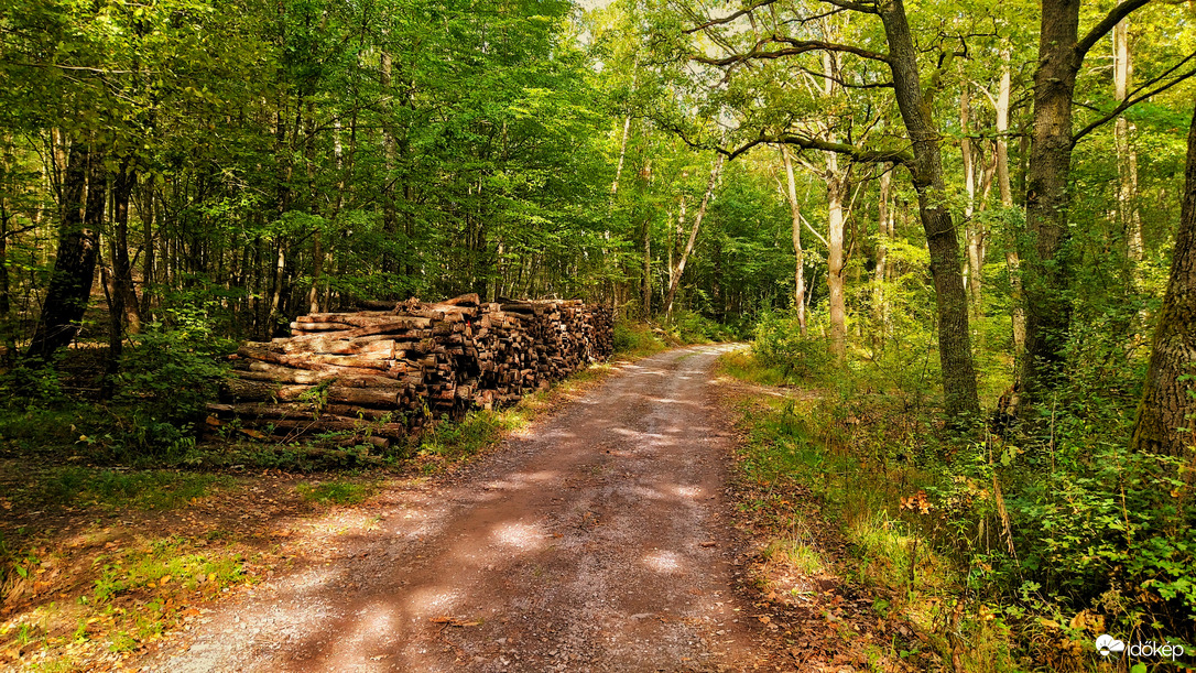 Erdőben 