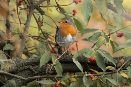 Vörösbegy őszi színekben
