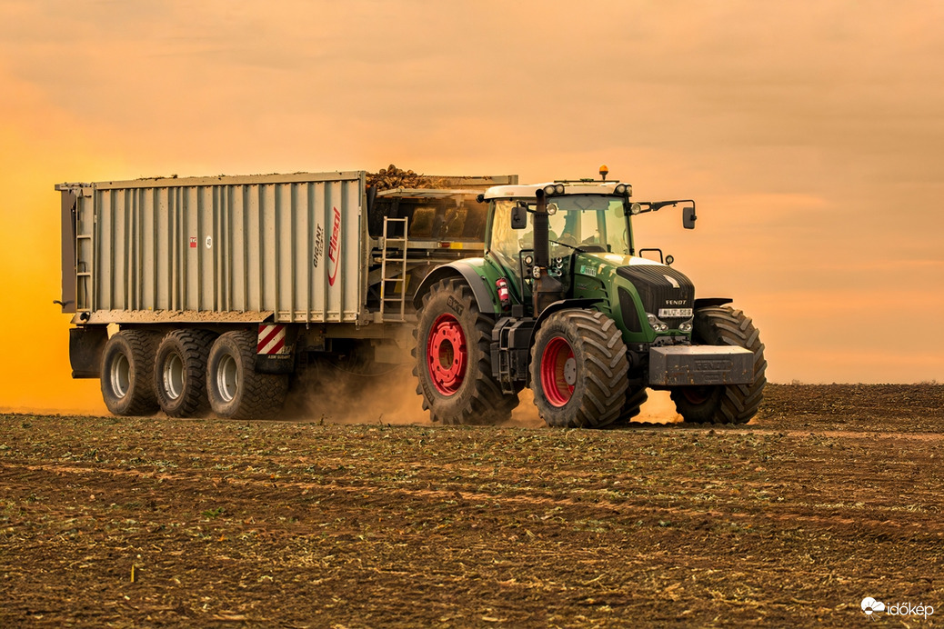 Cukorrépa betakarítás III.