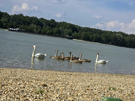 Hattyú család a Dunaparton