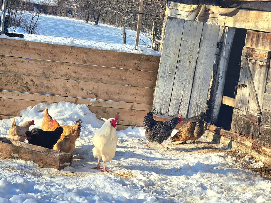 A hókotlók is elindultak 