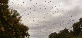 Seregélyek a Tisza felett