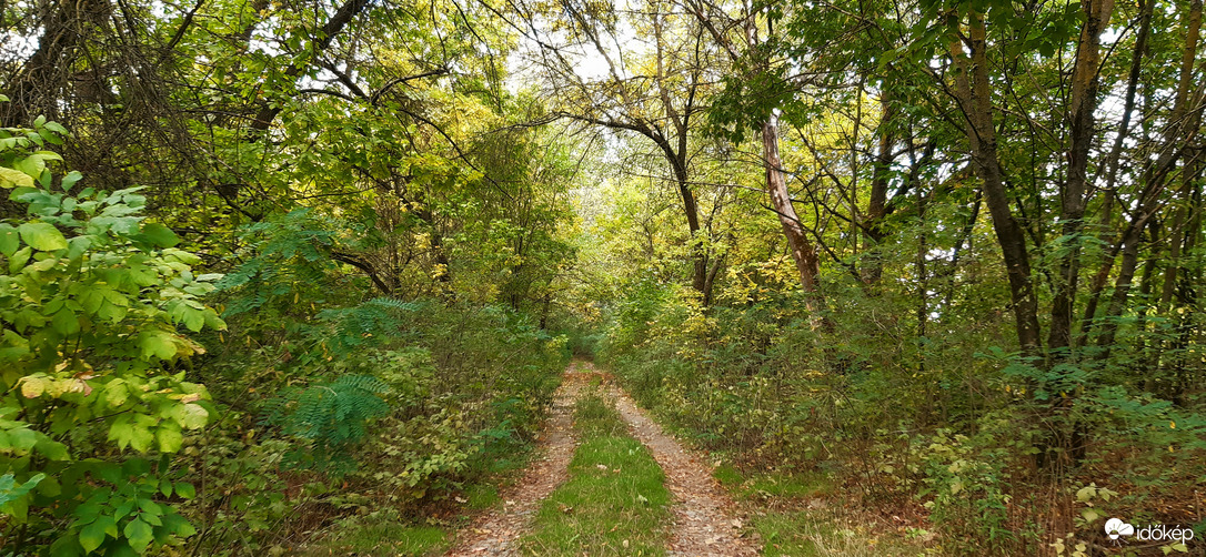 Algyő, Tisza parti erdő