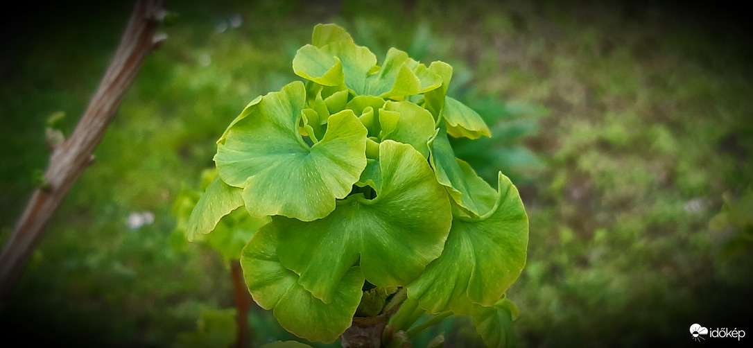 Ginko Biloba fám alakul :)
