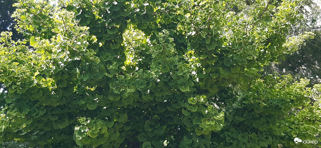Gyönyörű, dús levelű Ginkgo Biloba fa