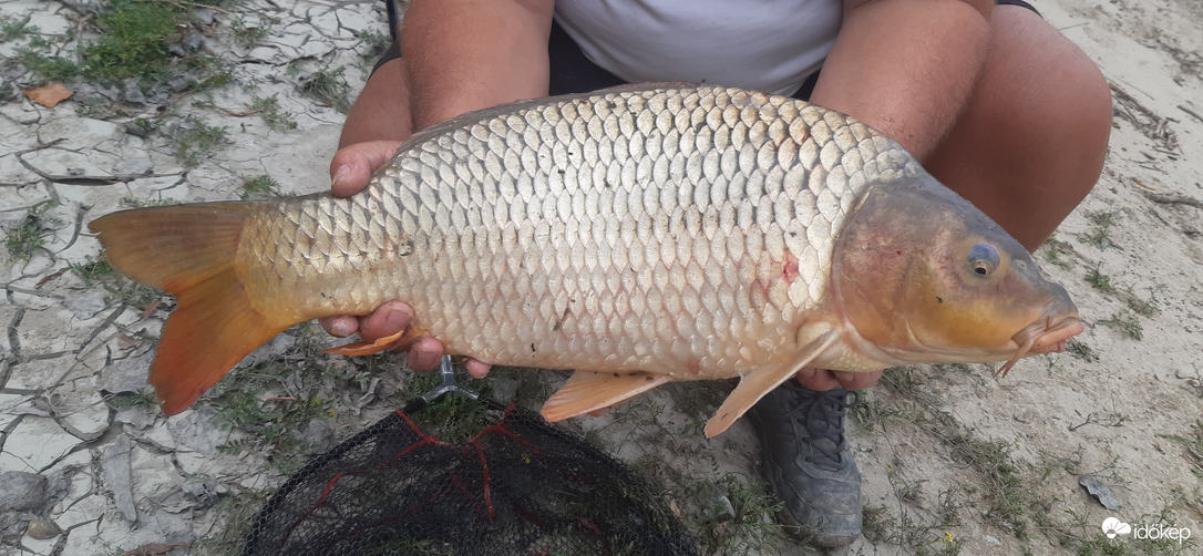 Esős dunai potyeszem 4.5 kg :)