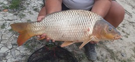 Esős dunai potyeszem 4.5 kg :)