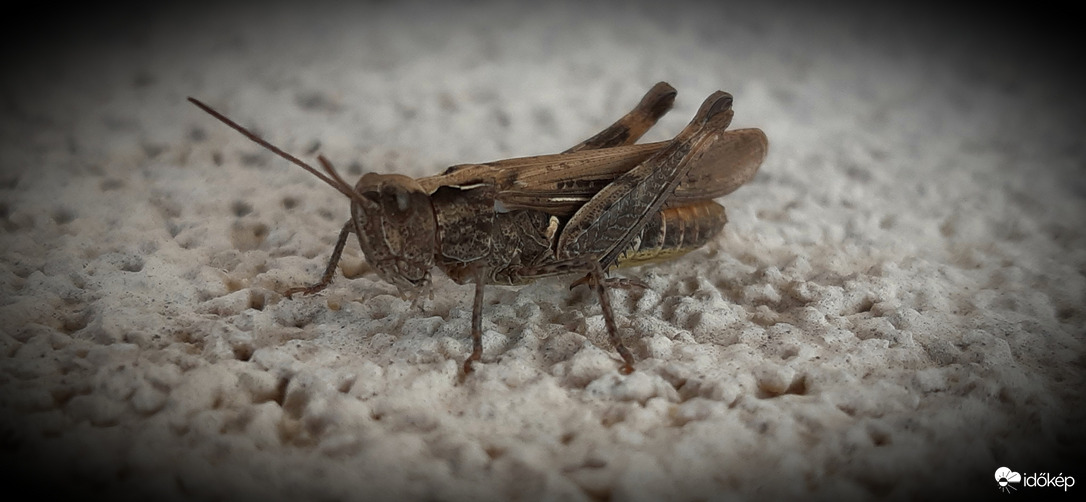 Szia, szöcsi vagyok :)