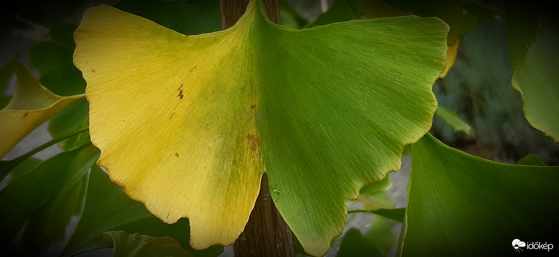 Fél ősz?! Vagy mi a manó van...