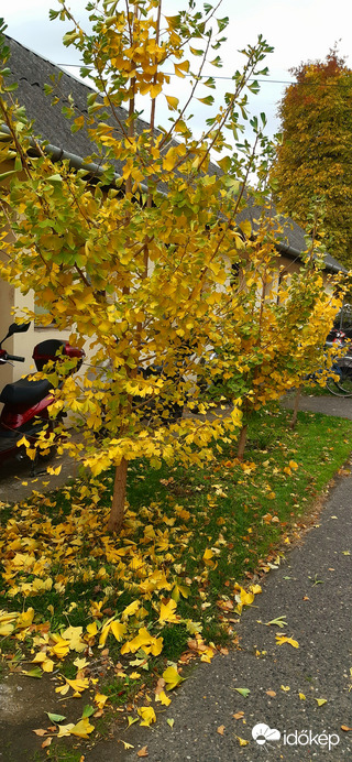 Három Ginkgo fám a munkahelyemen :)