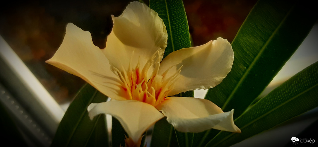 Szeptember 25-én ültetett leanderem :)