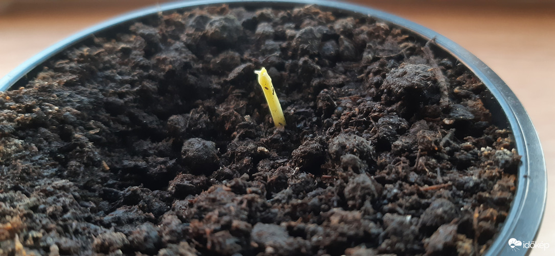 ...és a 2. egy napos Ginkgom :)