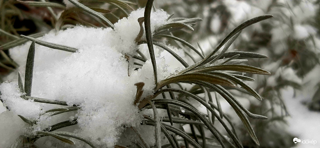 Nem csak nyáron szép a levendula :))