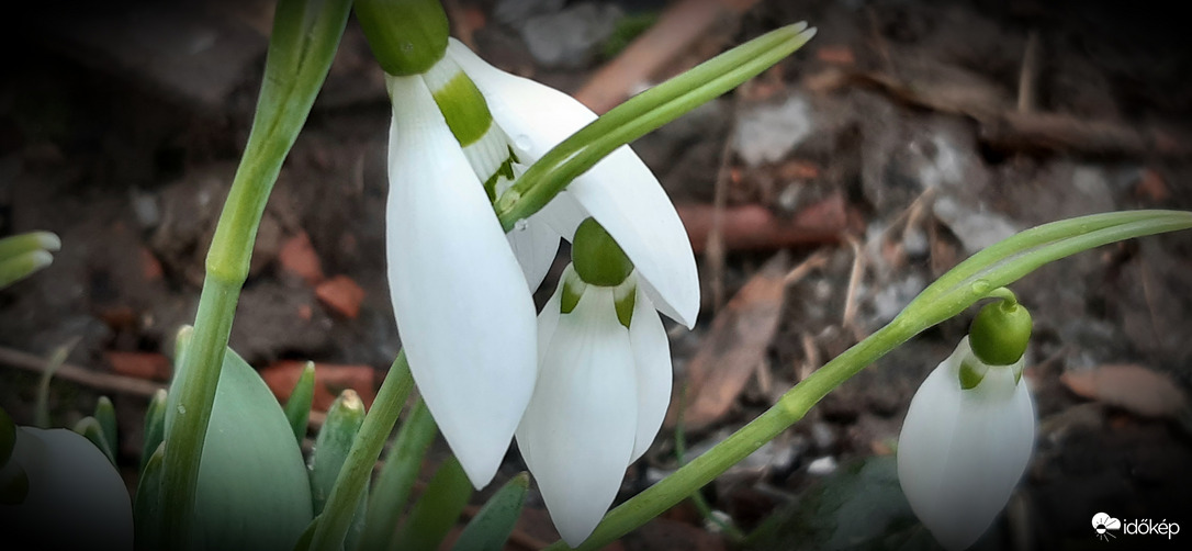 Ígérem neked, hogy megóvlak mindentől ❤