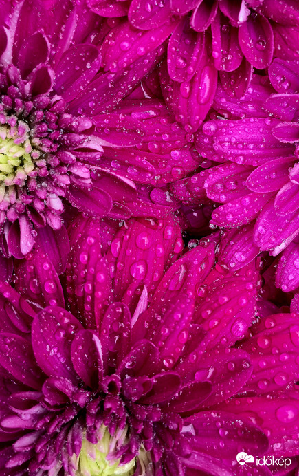 Rózsaszín krizantém 2.