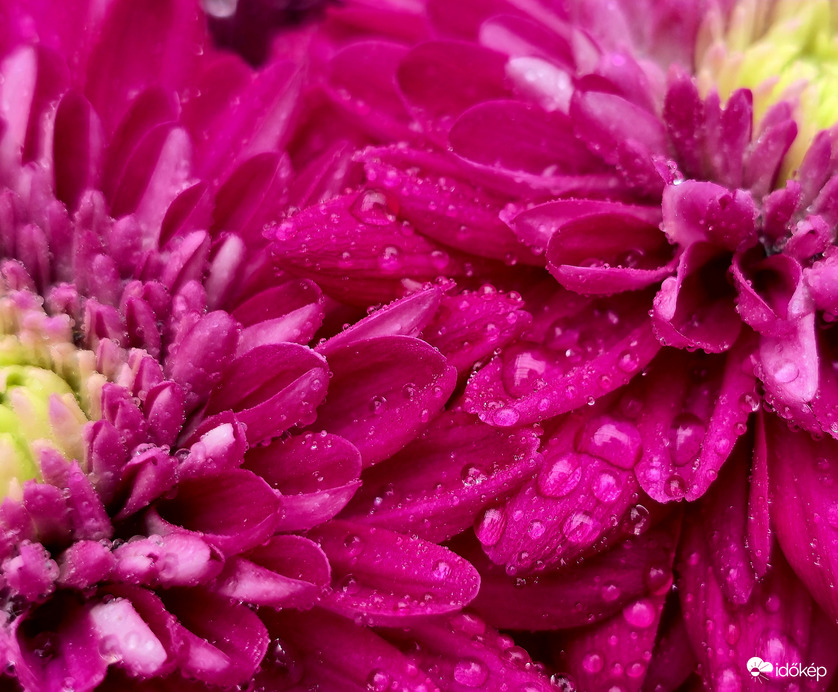Rózsaszín krizantém.