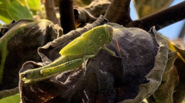 Megpihenő ugróbajnok.