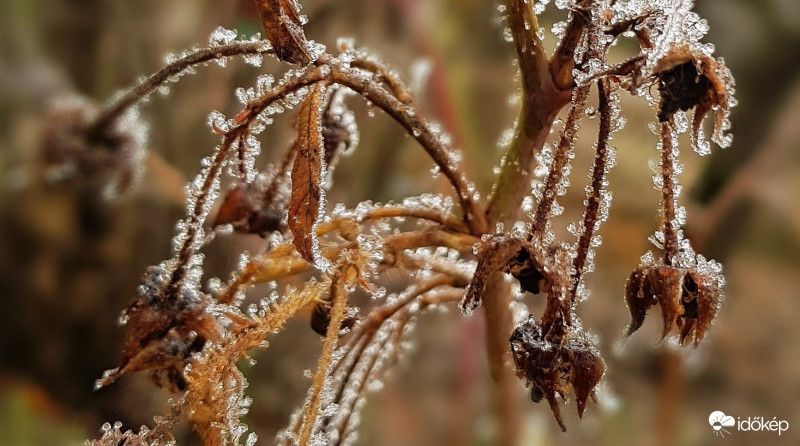 Didergő málnabokor