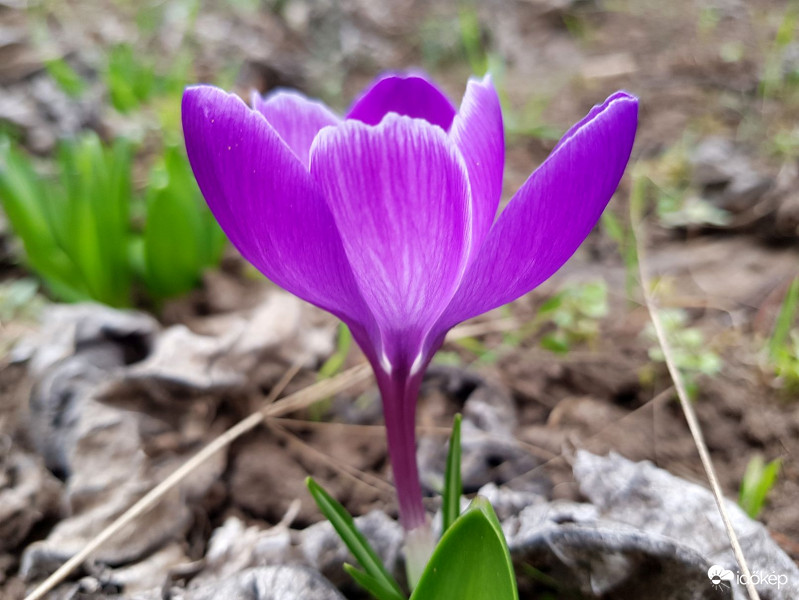 Lila szirmok
