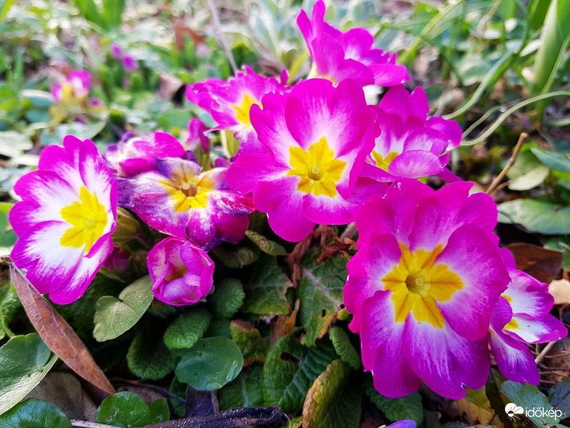 Primula