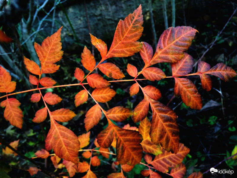 Őszi levelek