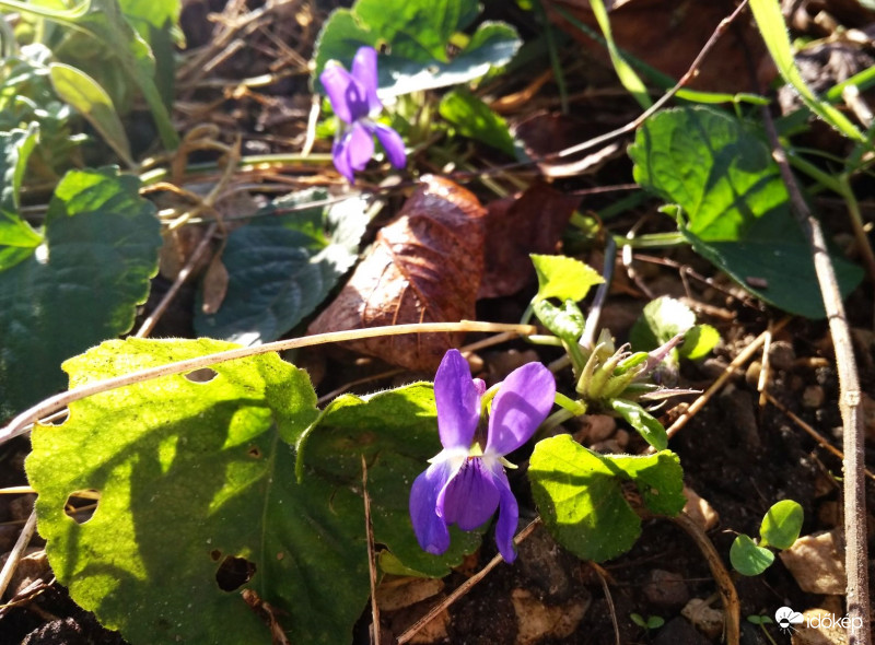 Téli napfürdőzés