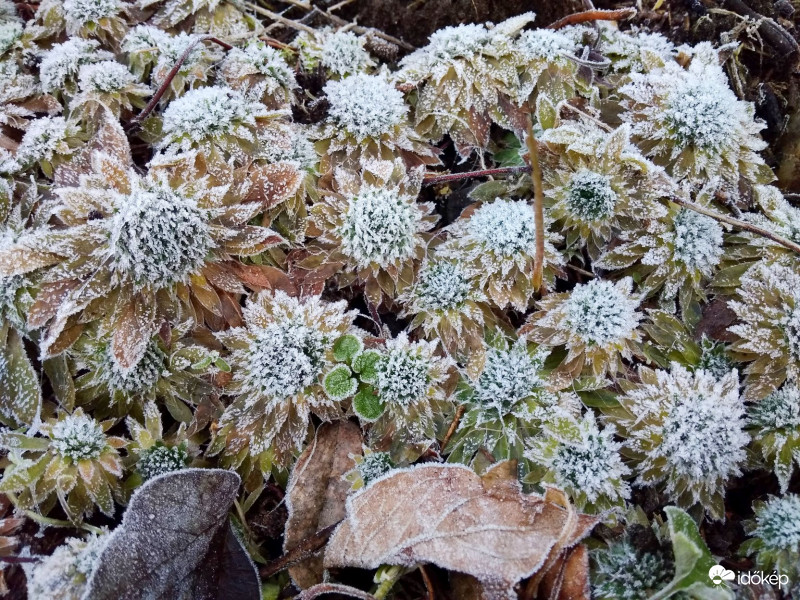 Indás gombafű télen