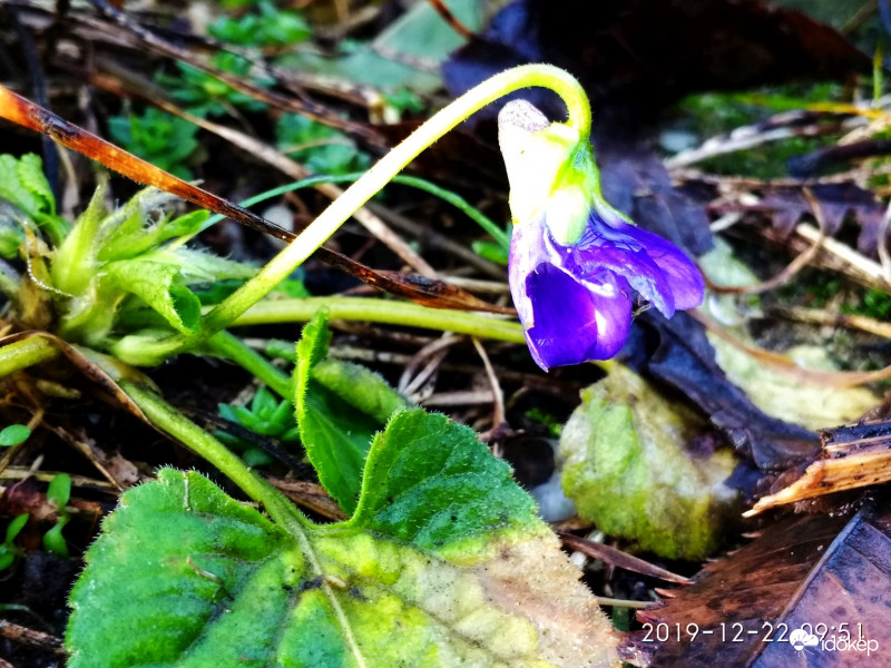 Reggeli napsütésben