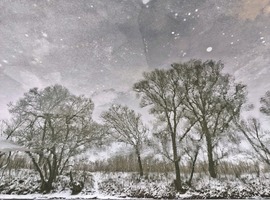 Fűzfák tükörképe a Rábán