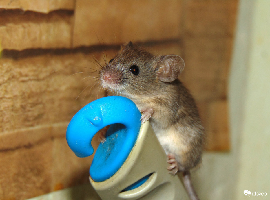 A vakut is bírta a bajszos. ☺