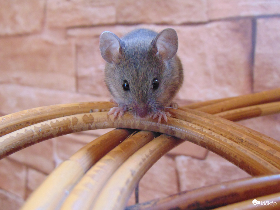 Csak eleinte félt tőlem. •◡•