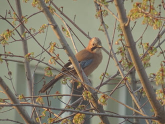 Kora reggeli látogatónk...