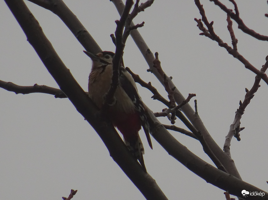 Elbújt de megtaláltam...