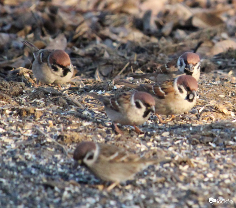 Mezei verebek kupaktanácsa