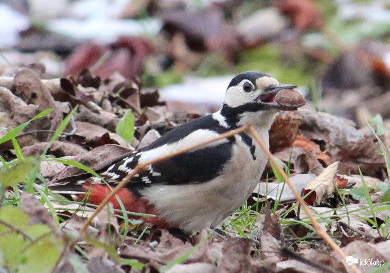 Mit találtam! - nagy fakopáncs
