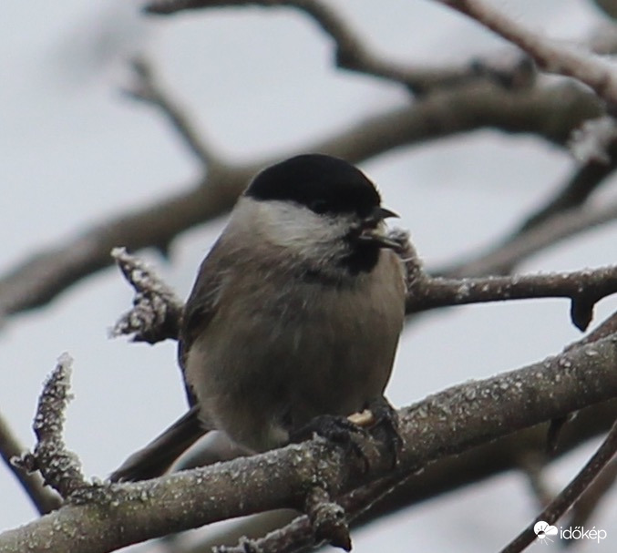 Fagyos reggel - barátcinege