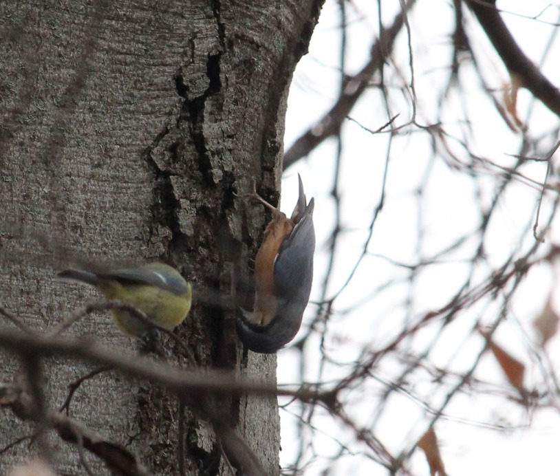 Teljesen a feje tetejére állt a világ - csuszka és kék cinege