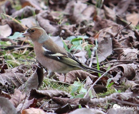 Nyúlánk erdei pinty hím