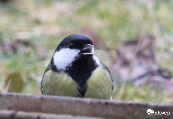 Egészségetekre! - széncinke