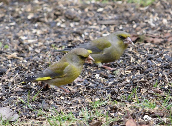 Szinkronevés zöldike módra