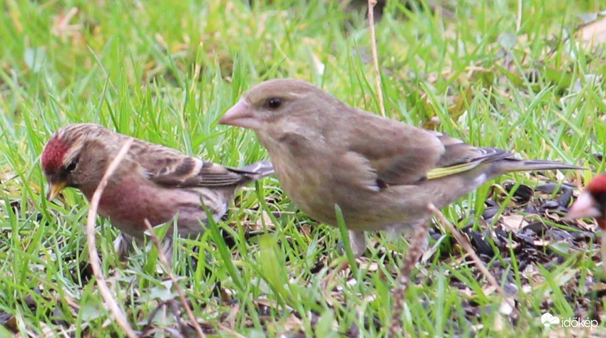 Barna zsezse és zödike