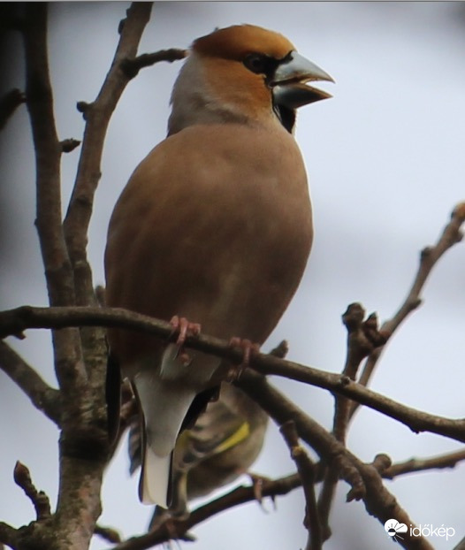 Neked írom a dalt, neked énekelek - meggyvágó