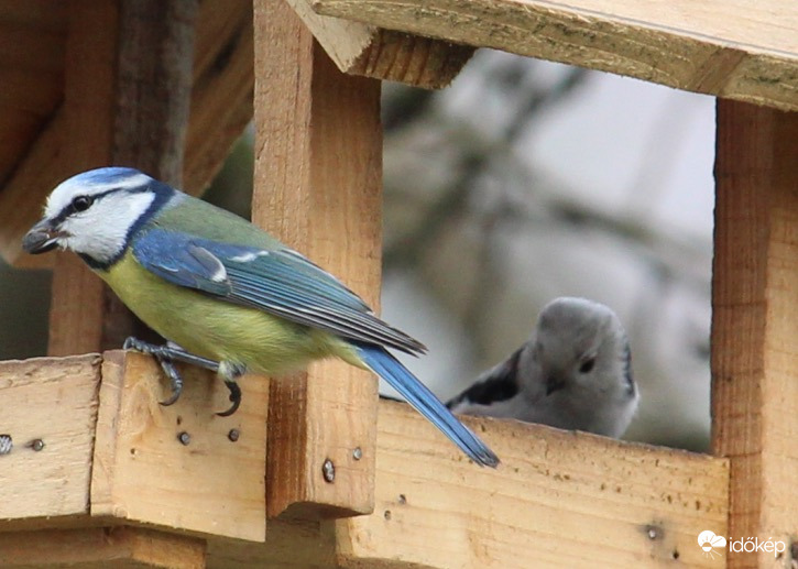 Két apróság - kék cinege és őszapó