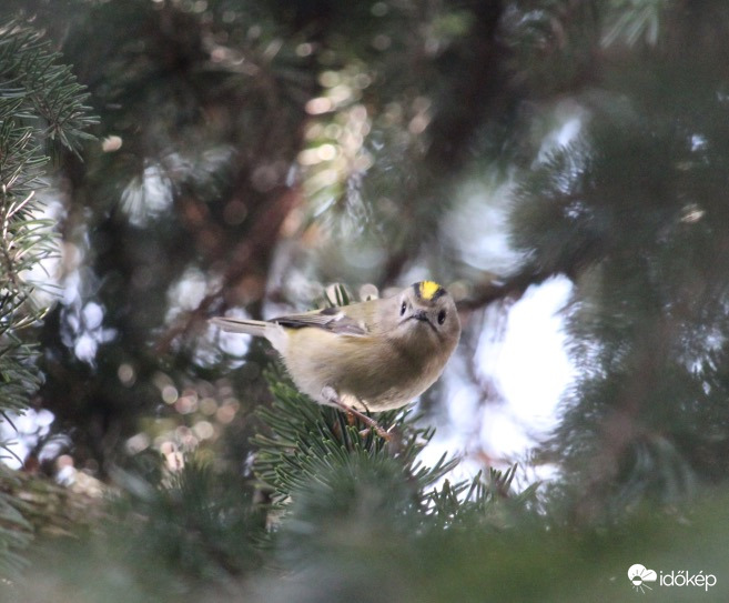 Sárgafejű királyka a kedvelt helyén