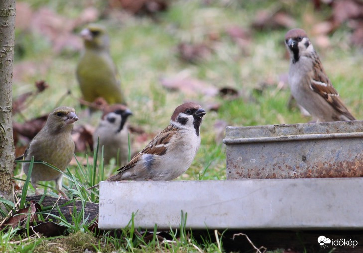 Hú, tesókám! Mit iszol? - verebek és zöldikék