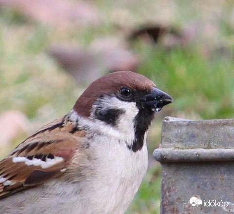 Mezei veréb portré