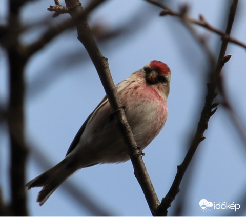 Nézz mélyen a szemembe, tedd a kezed a… - barna zsezse